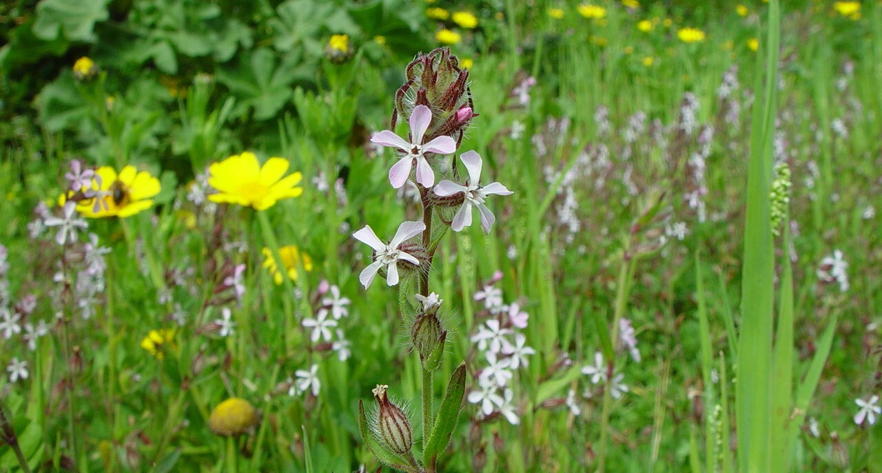 Silene gallica