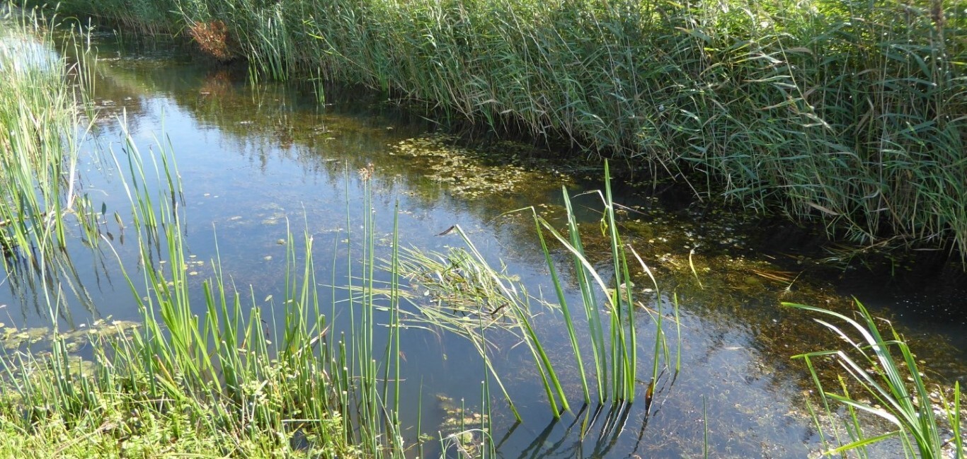Ditch with Sparganium