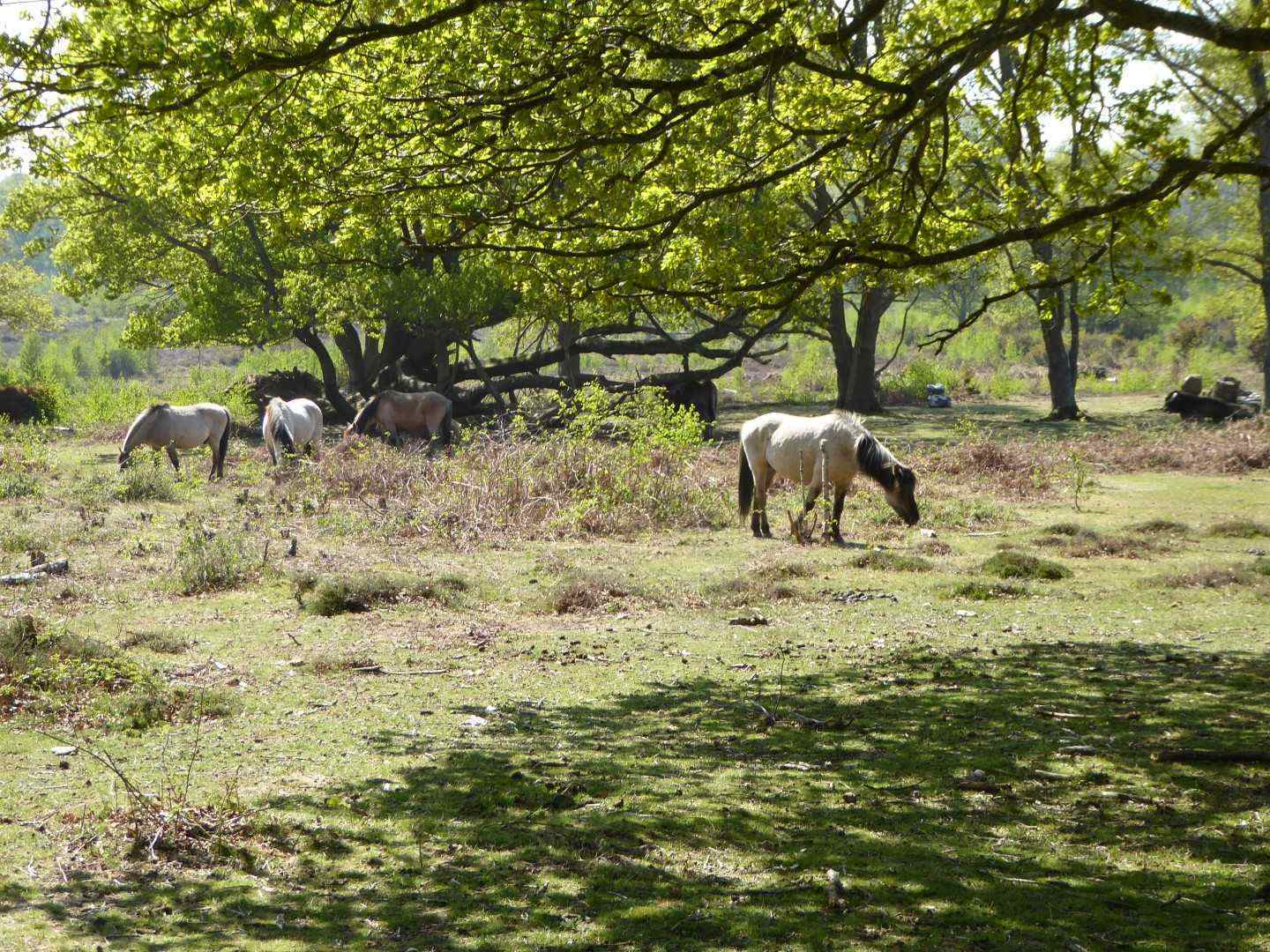 Bucolic
