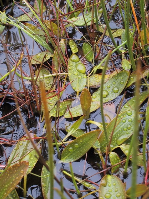 Potamogeton x gessnacensis leaves